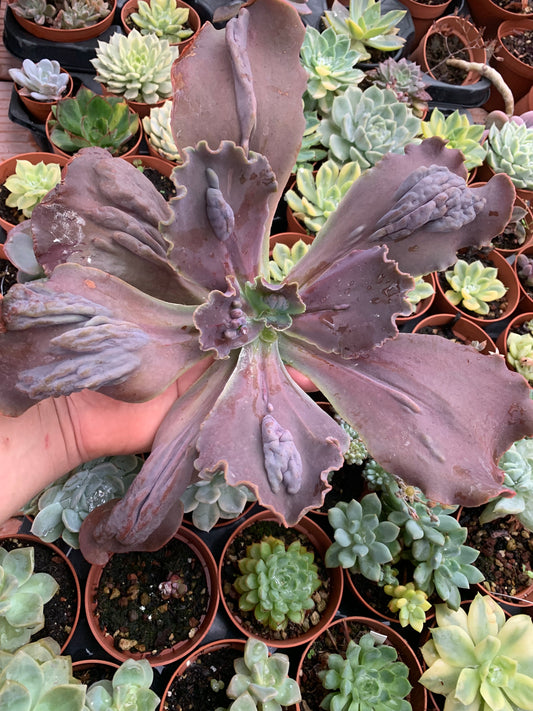 Echeveria "Regina Drago"