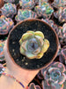 Echeveria "Black Pearl" Korean