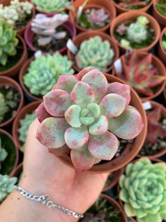 Echeveria "Spotted deer"