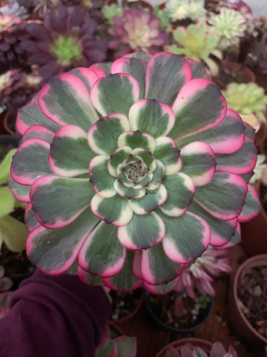 Aeonium "Black King Kong" variegated