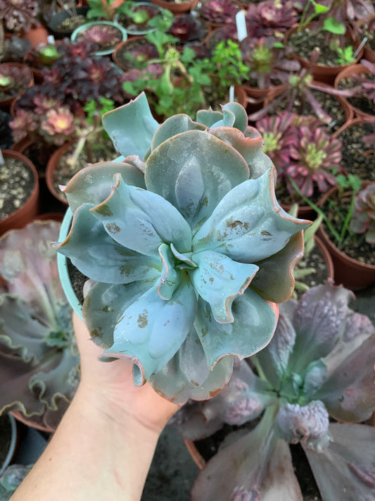 Echeveria "culibra" by Dick Wright