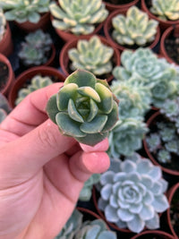 Echeveria "Nicksana" Variegada Korean Cutting