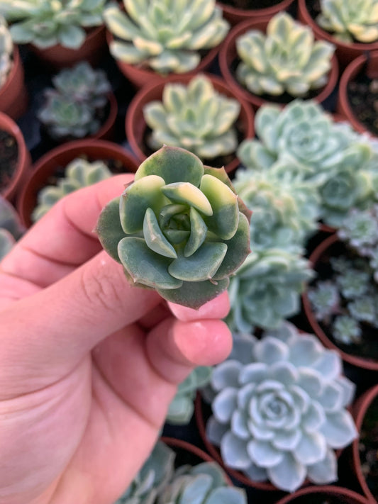 Echeveria "Nicksana" Variegada Korean Cutting
