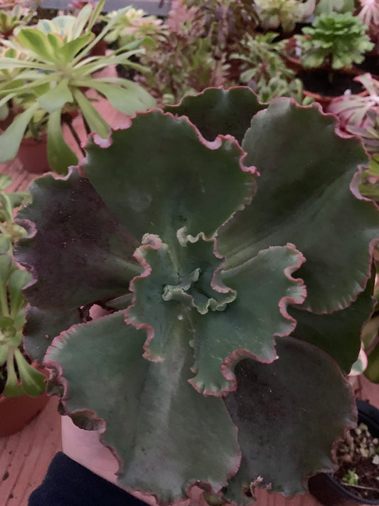 Echeveria "Mauna Loa" cutting