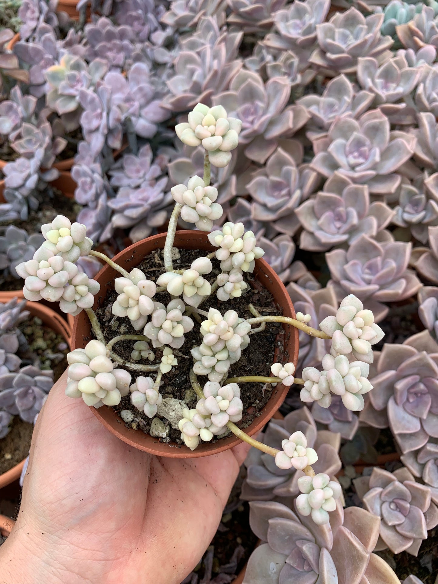 Graptopetalum ''Mendozae'' variegado Korean