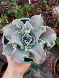 Echeveria „Madiba“, karankuliert vom Serrano-Kaktus