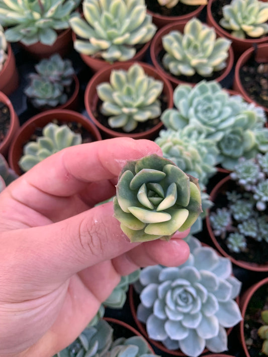 Echeveria "Nicksana" Variegada Korean Cutting