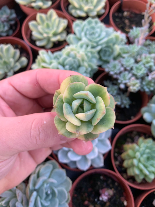 Echeveria "Nicksana" Variegada Korean Cutting