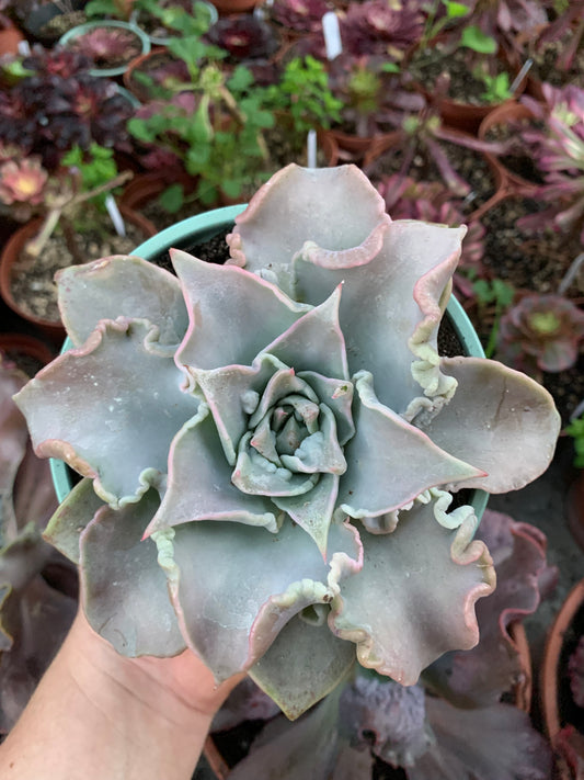 Echeveria "Madiba" caranculada by cactus Serrano