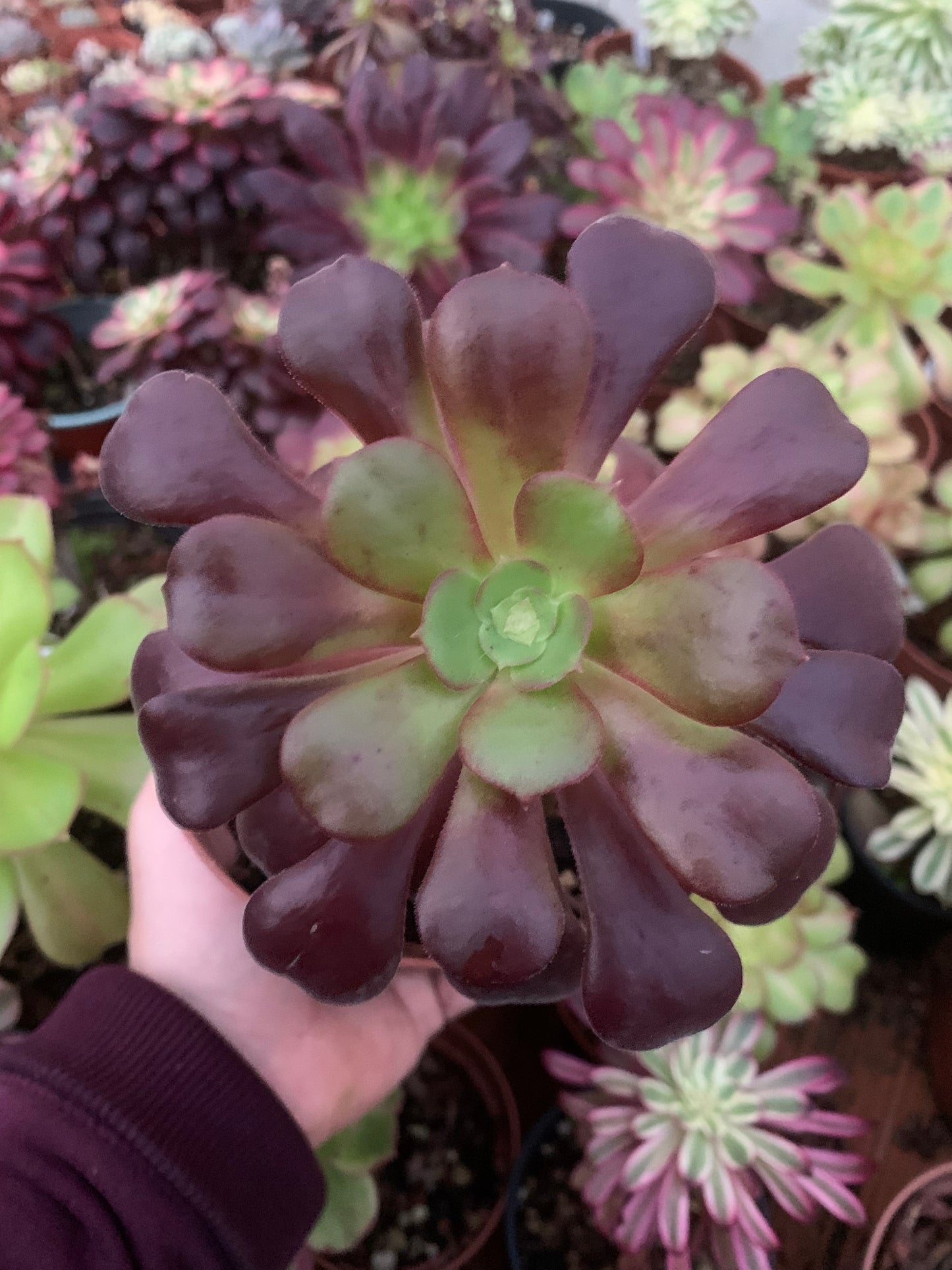 Aeonium "kilimanjaro" Revertido