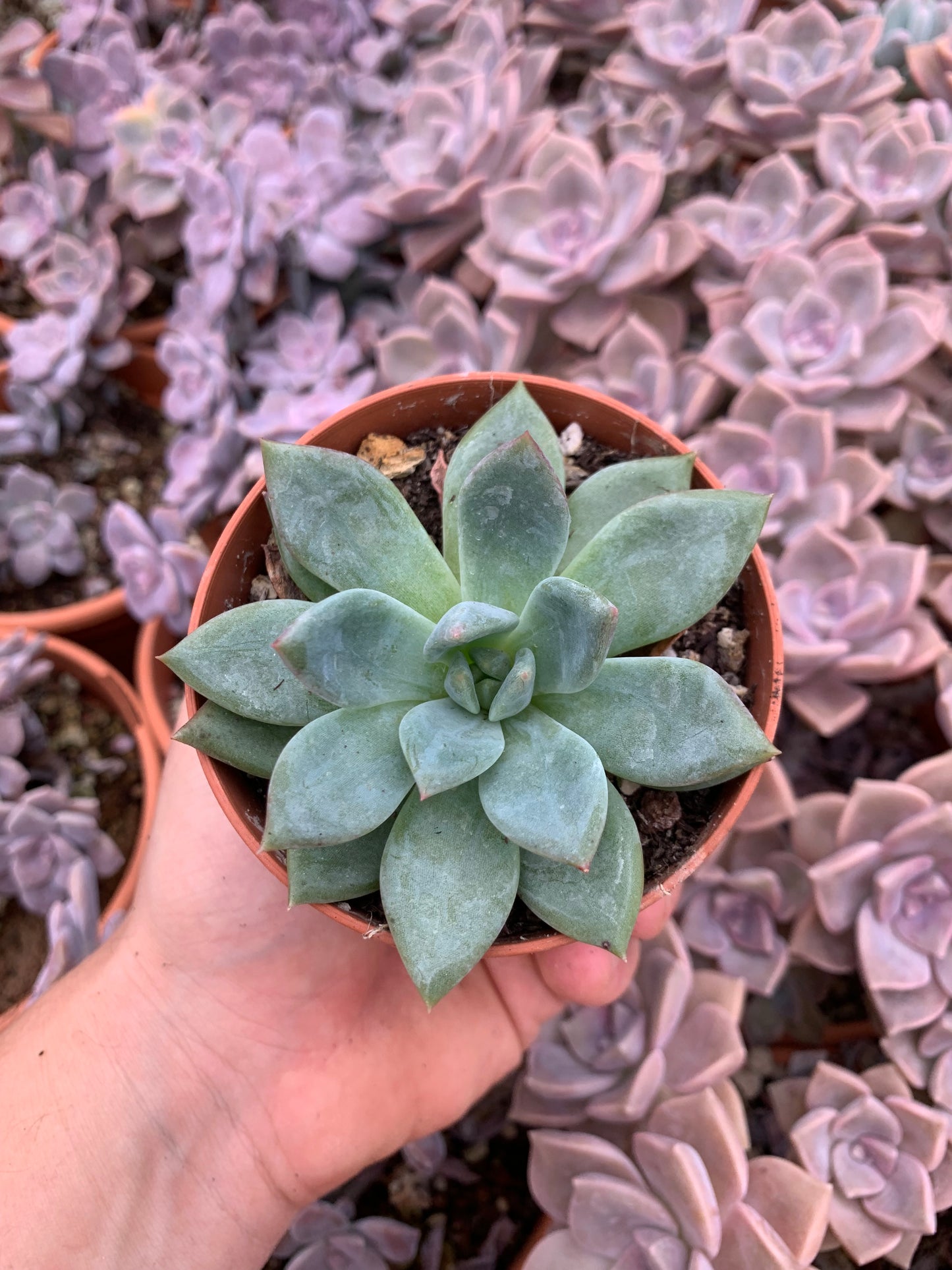 champagne succulent Echeveria "White Champagne" Korean – Succulovers