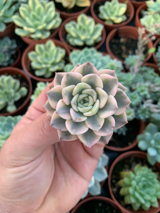 Graptoveria "Tinkerbell" Variegada  Cutting Chang Won farm