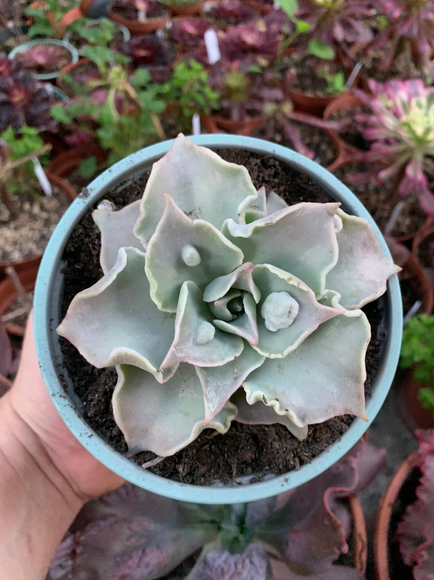 Echeveria "Madiba" caranculada by cactus Serrano