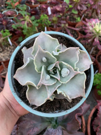 Echeveria "Madiba" caranculada by cactus Serrano