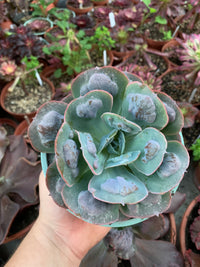 Echeveria „Herzfreude“ von Dick Wright