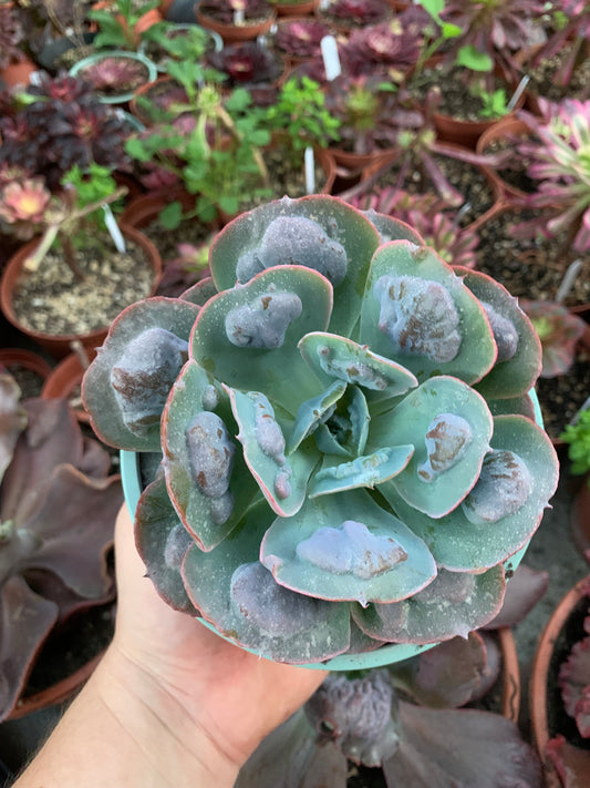 Echeveria "Heart Delight" by Dick Wright