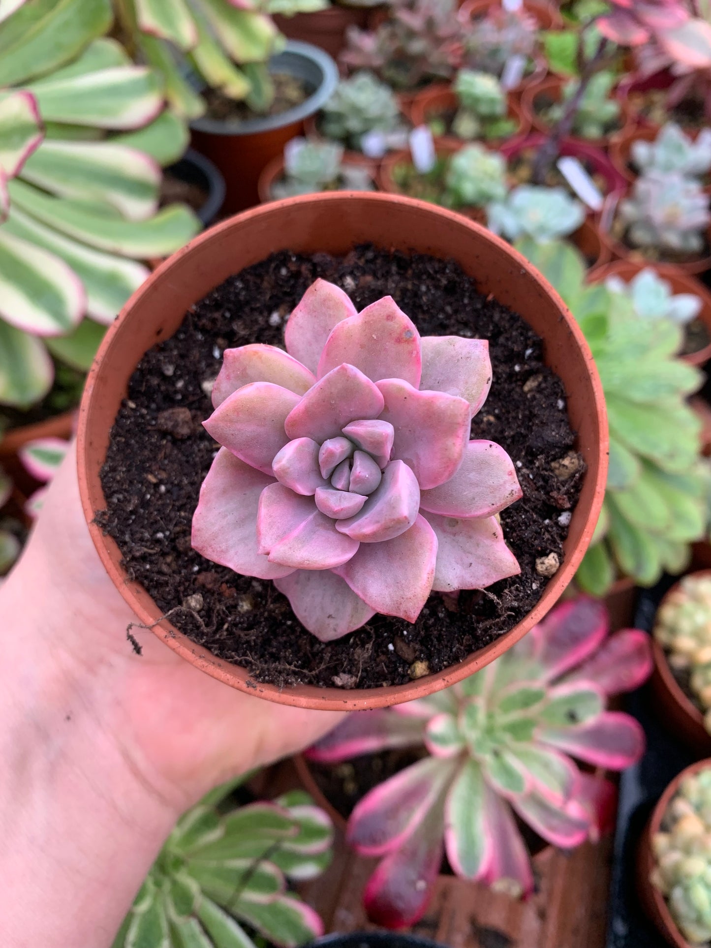 Graptoveria "Mrs Richards" Variegada Korean