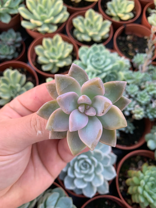 Graptosedum "Ghosty" Korean Cutting