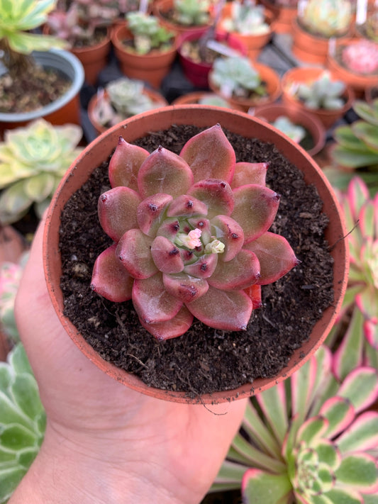 Echeveria "Zip Flat" Koreanisch