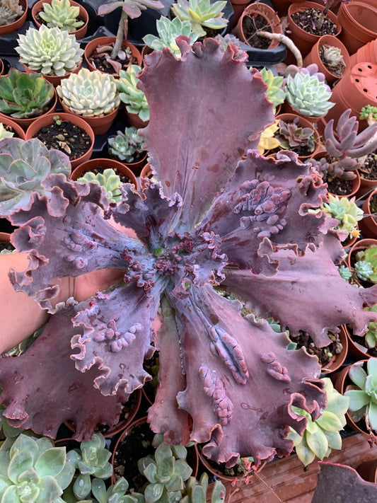 Echeveria "Regina Drago"
