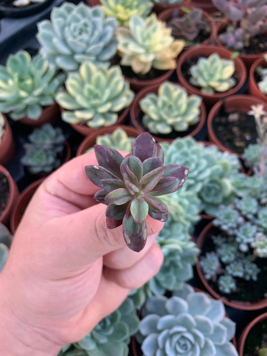 Echeveria variegata "Blue Metal"
