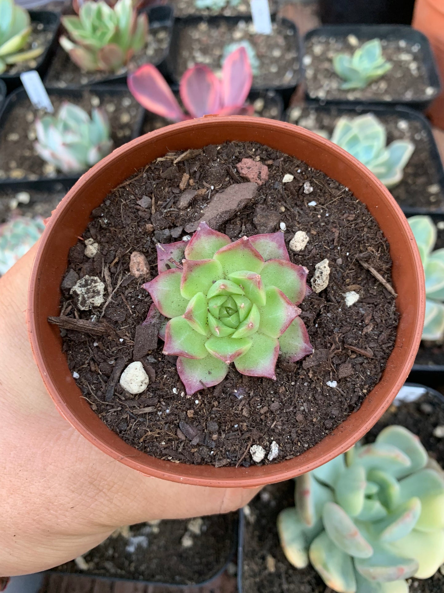 Echeveria "Schwarze Rose"