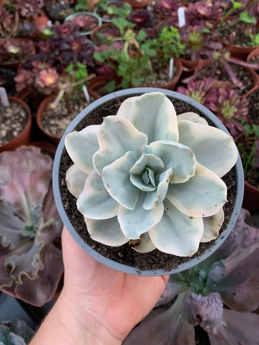 Echeveria "Japon Moon River" variegada