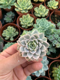 Graptoveria "Tinkerbell" Variegada  Cutting Chang Won farm