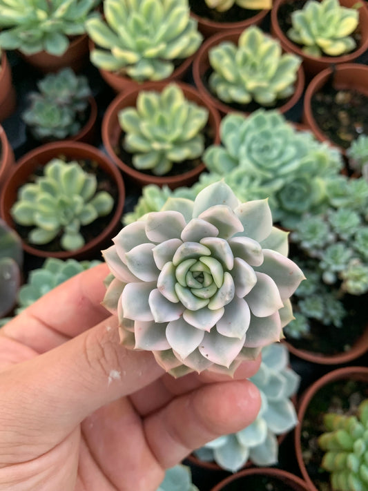 Graptoveria "Tinkerbell" Variegada  Cutting Chang Won farm
