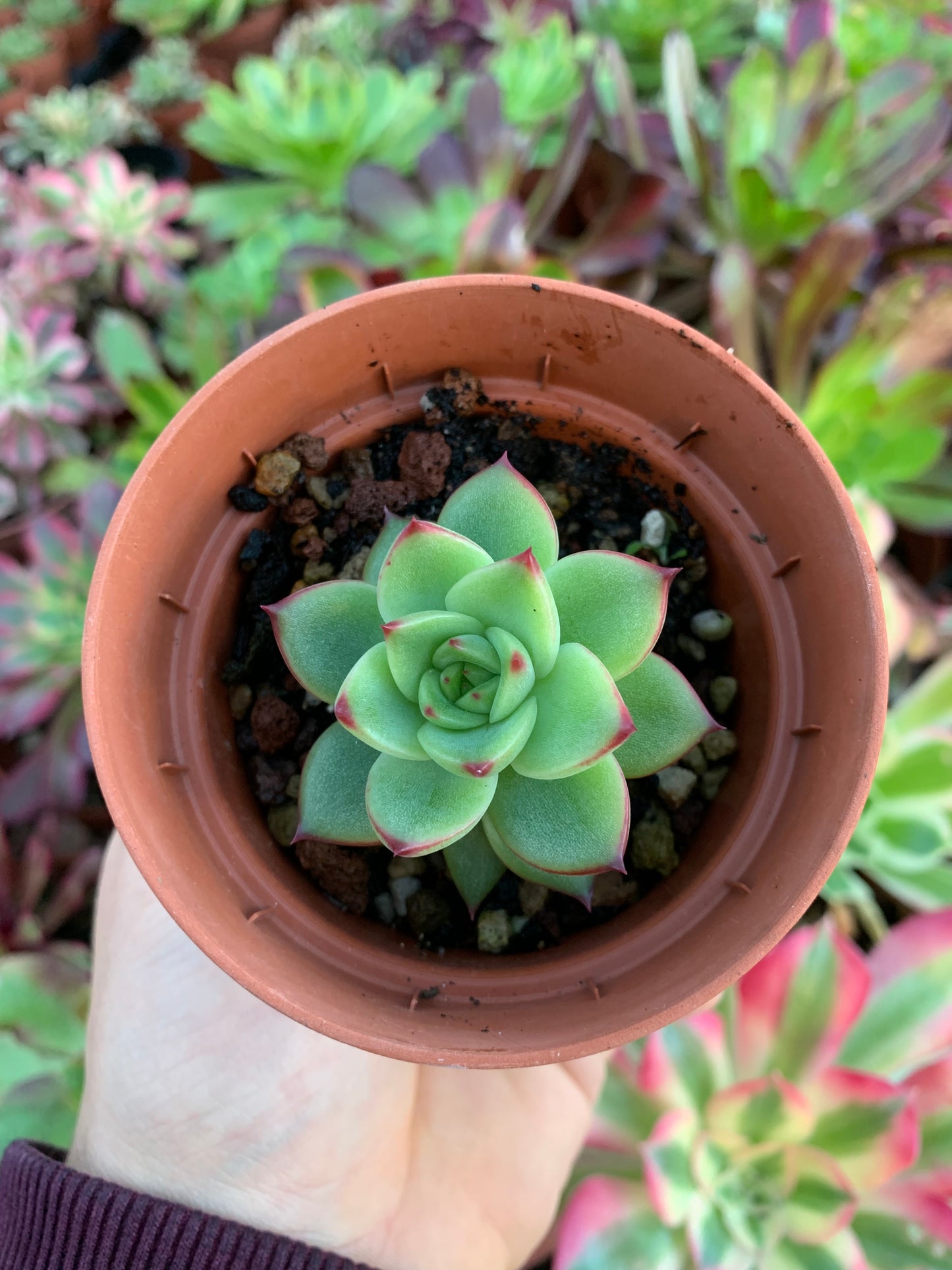 Echeveria "Paulina" Korea