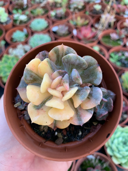 Echeveria "Cubic Frost" variegada