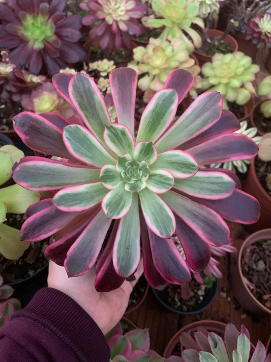 Aeonium "Weddin Dress" Variegado