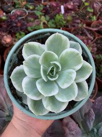 Echeveria “Lemon Rose" variegada Korean