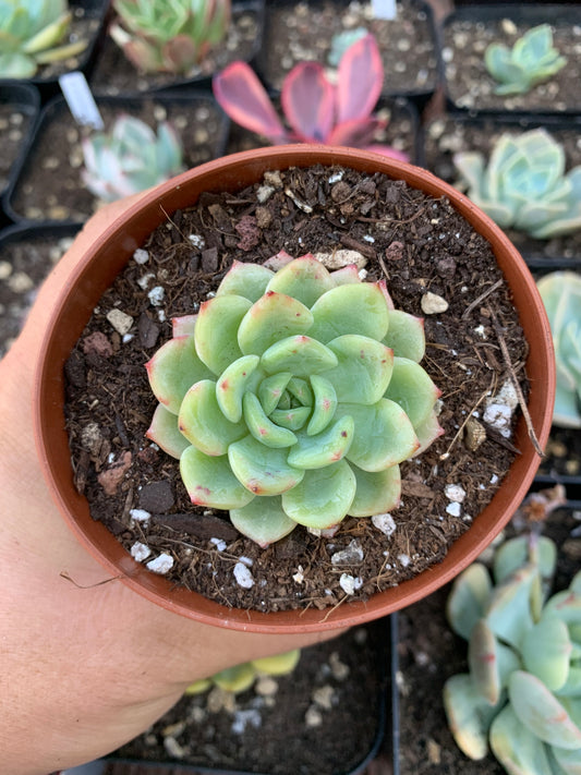 Echeveria "Salmon"
