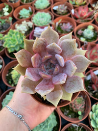 Echeveria "a-pink" (E. "Moss" hybrid selected) Korean by ChangHee