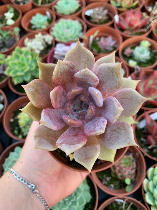 Echeveria "a-pink" (E. "Moss" hybrid selected) Korean by ChangHee