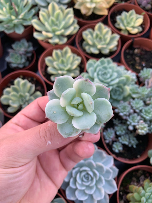 Sedeveria "Pudgy" Variegada Korean Cutting