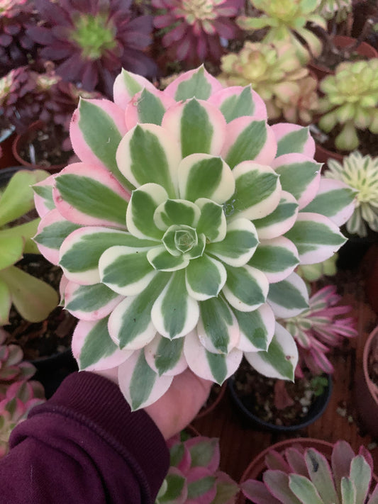 Aeonium "Pink Witch" variegado