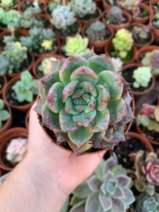 Echeveria "Seosi" di Air Magic