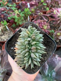 Echeveria "Danica" crestada