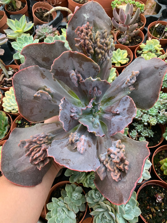 Echeveria "Regina Drago"