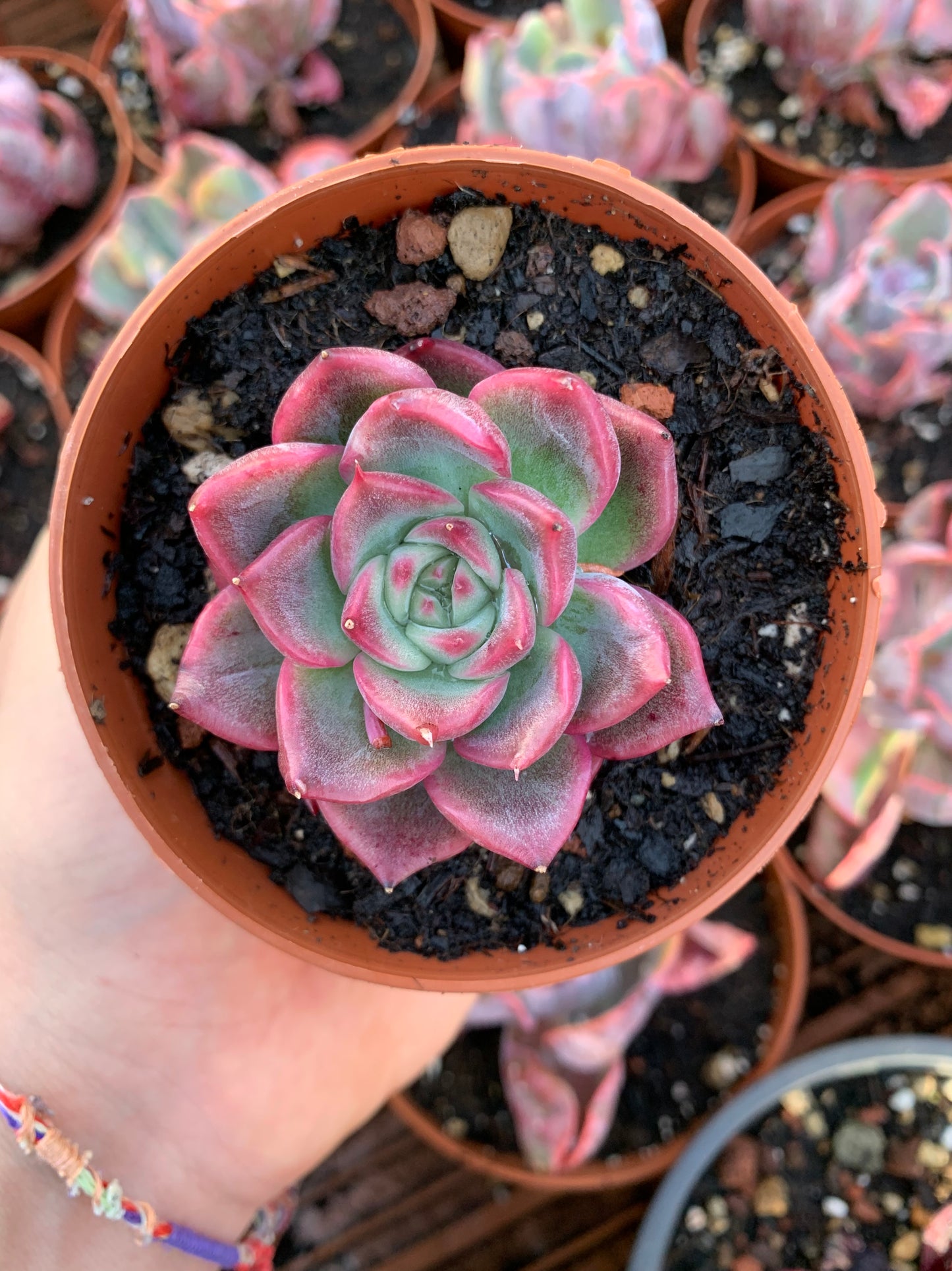 Echeveria "Blood Warbler"