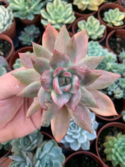 Echeveria "Quimera" variegada