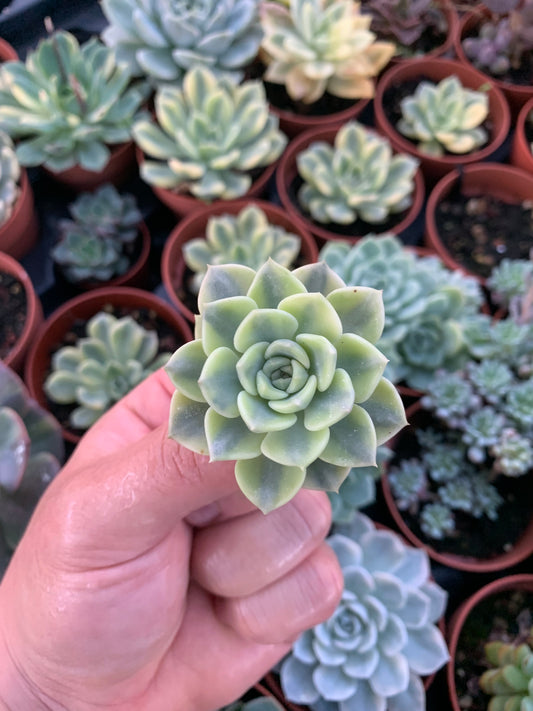 Graptoveria "Tinkerbell" Variegada  Cutting Chang Won farm