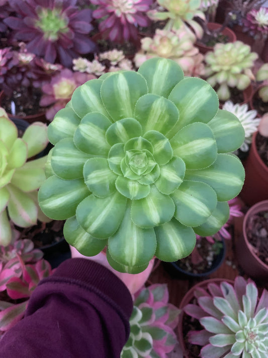 Aeonium "Sunkiss" variegado
