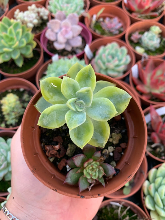 Graptoveria "Harry Watson" Variegada Korean