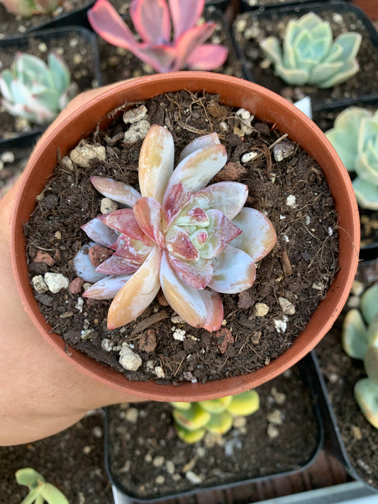 Echeveria "Black Rose"