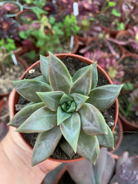 Echeveria "Danica"
