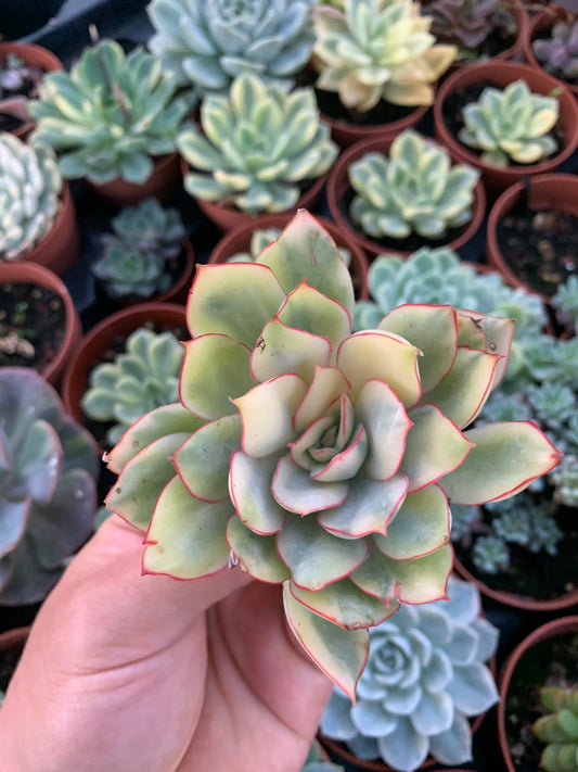 Echeveria "Esther" coreano variegato
