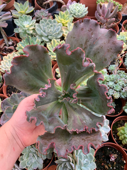 Echeveria "Regina Drago"
